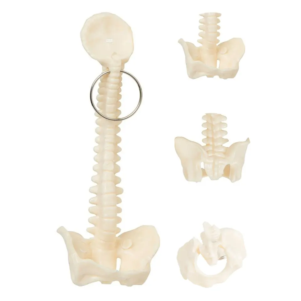 Anatomical Spine Keychain